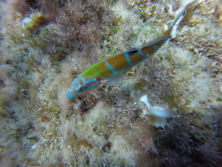 Mallorca, Ornate Wrasse