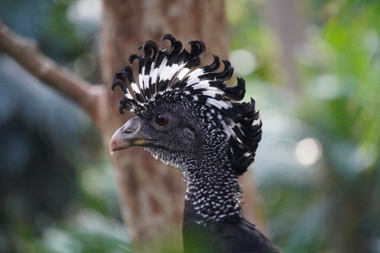 DSC00046_Bird rescue center ZooAve_180120