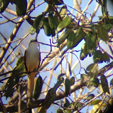 Scissor-tailed Flycatcher