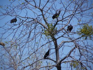 Black vultures in a tree