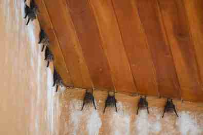 Greater white-lined bat_DSC00083