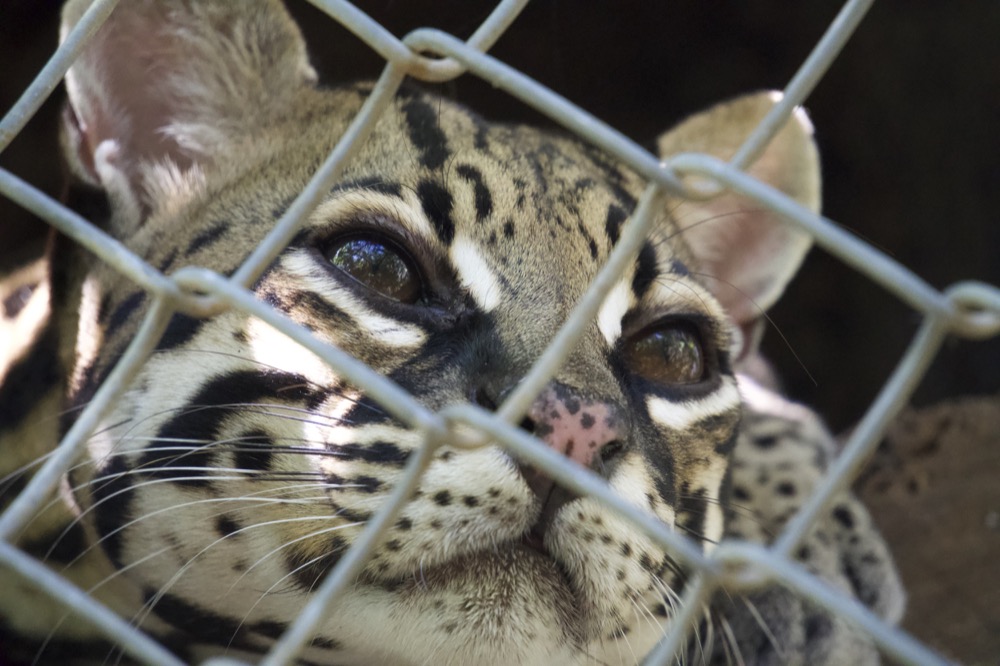 Las Pumas rescue center_100220_DSC00394