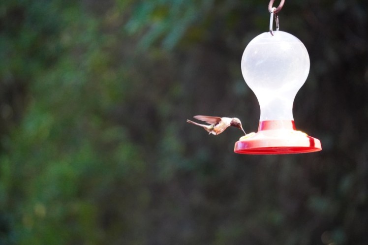 Magenta-thorated Woodstar (hummingbird)_Curi-Cancha reserve Birdwatching tour_DSC01817