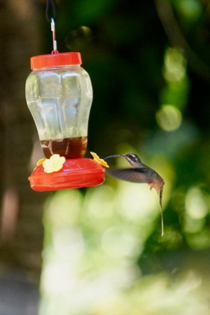 Long-billed Hermit_DSC02775