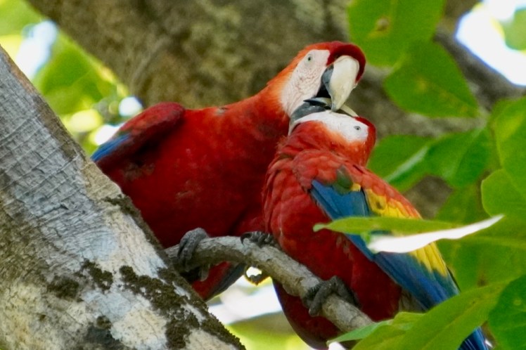 Scarlet macaws kissing_DSC03381