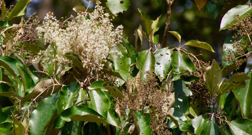 Flowering trees_DSC03971