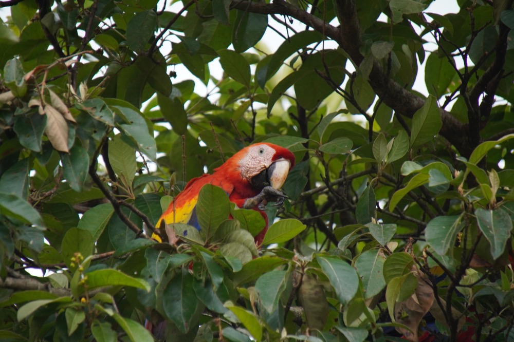 Scarlet macaw portraits_DSC04003