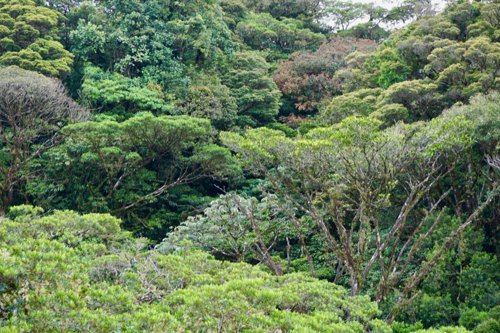 Selvatura Hanging bridges_DSC03339