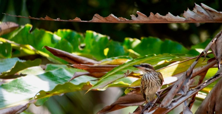 streaked-flycatcher_dsc03646