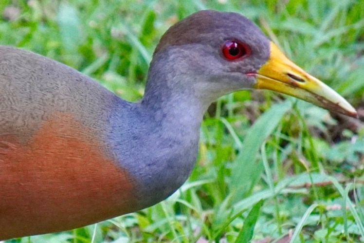 Gray-necked Woodrail