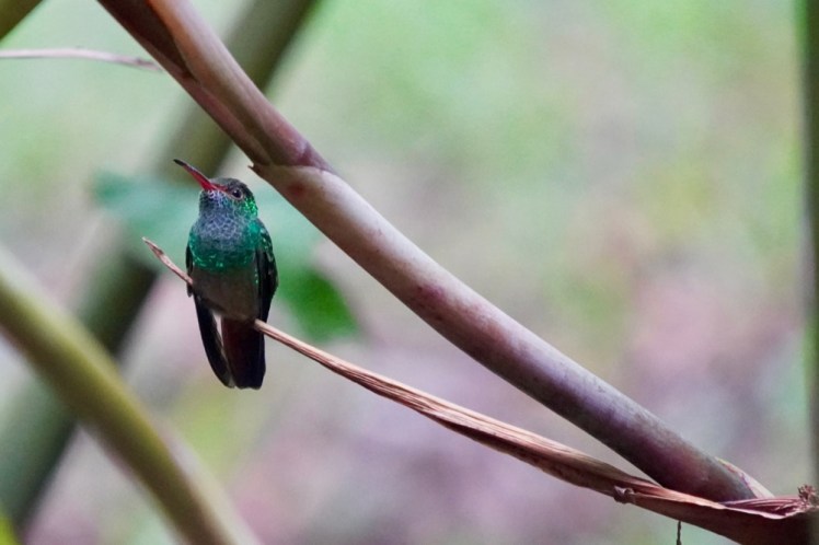 Rufous-tailed Hummingbird_DSC04115