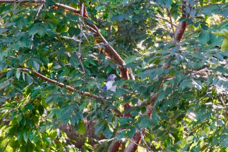 collared forest falcon
