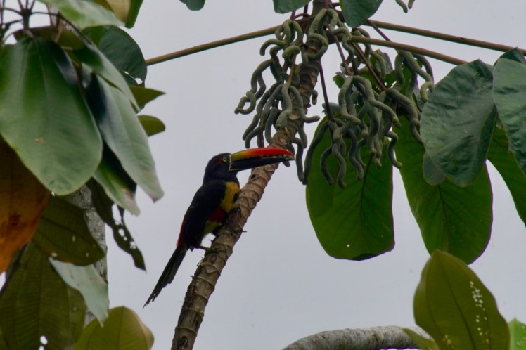 Fiery-billed Aracari