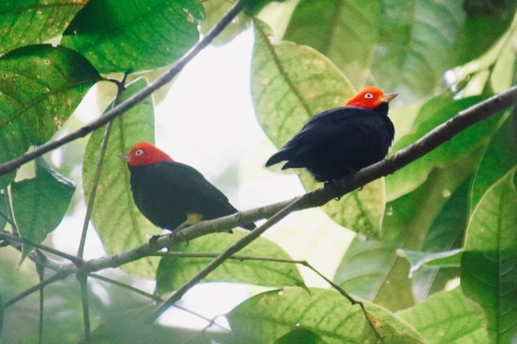 Red-capped Manakin